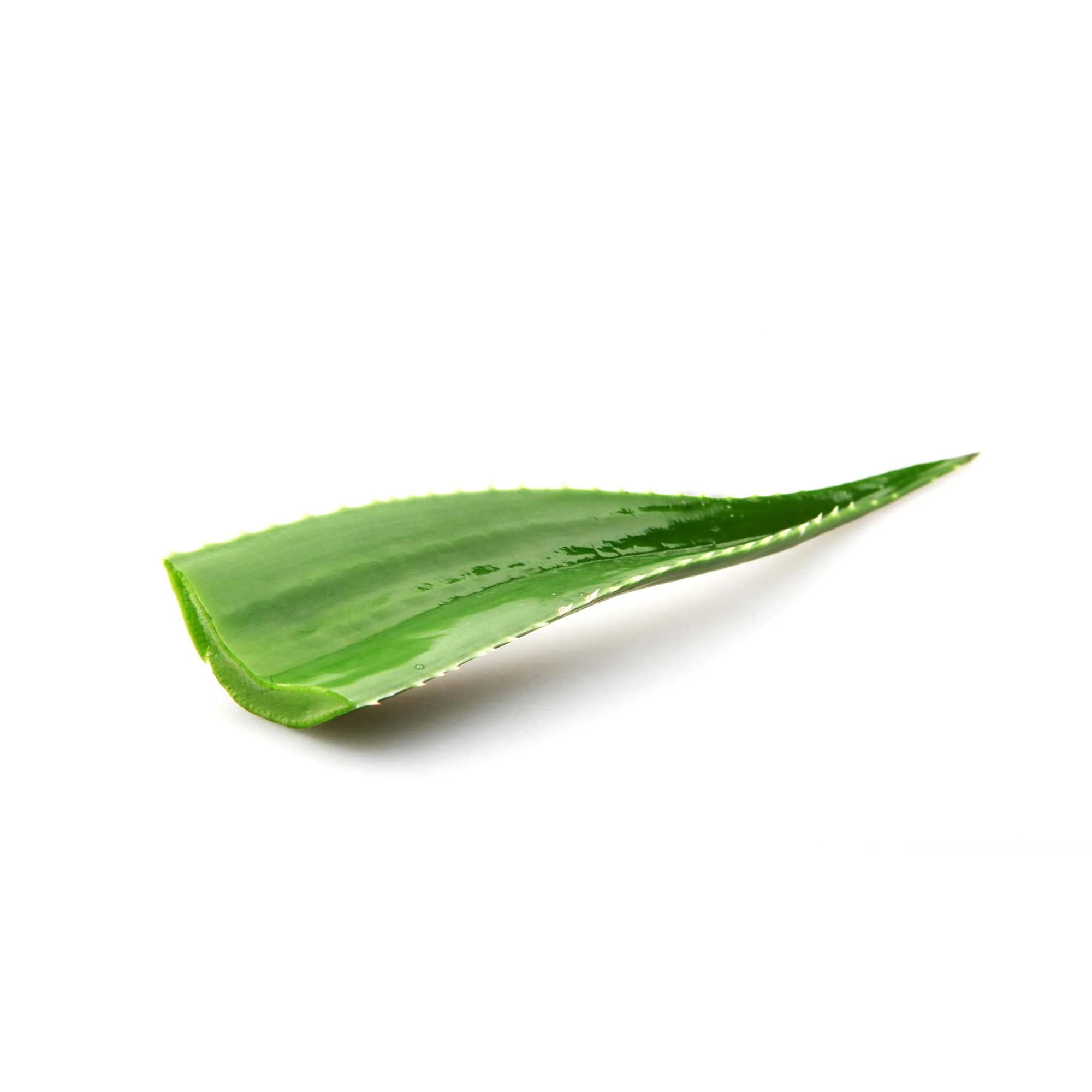Fresh Aloe Vera