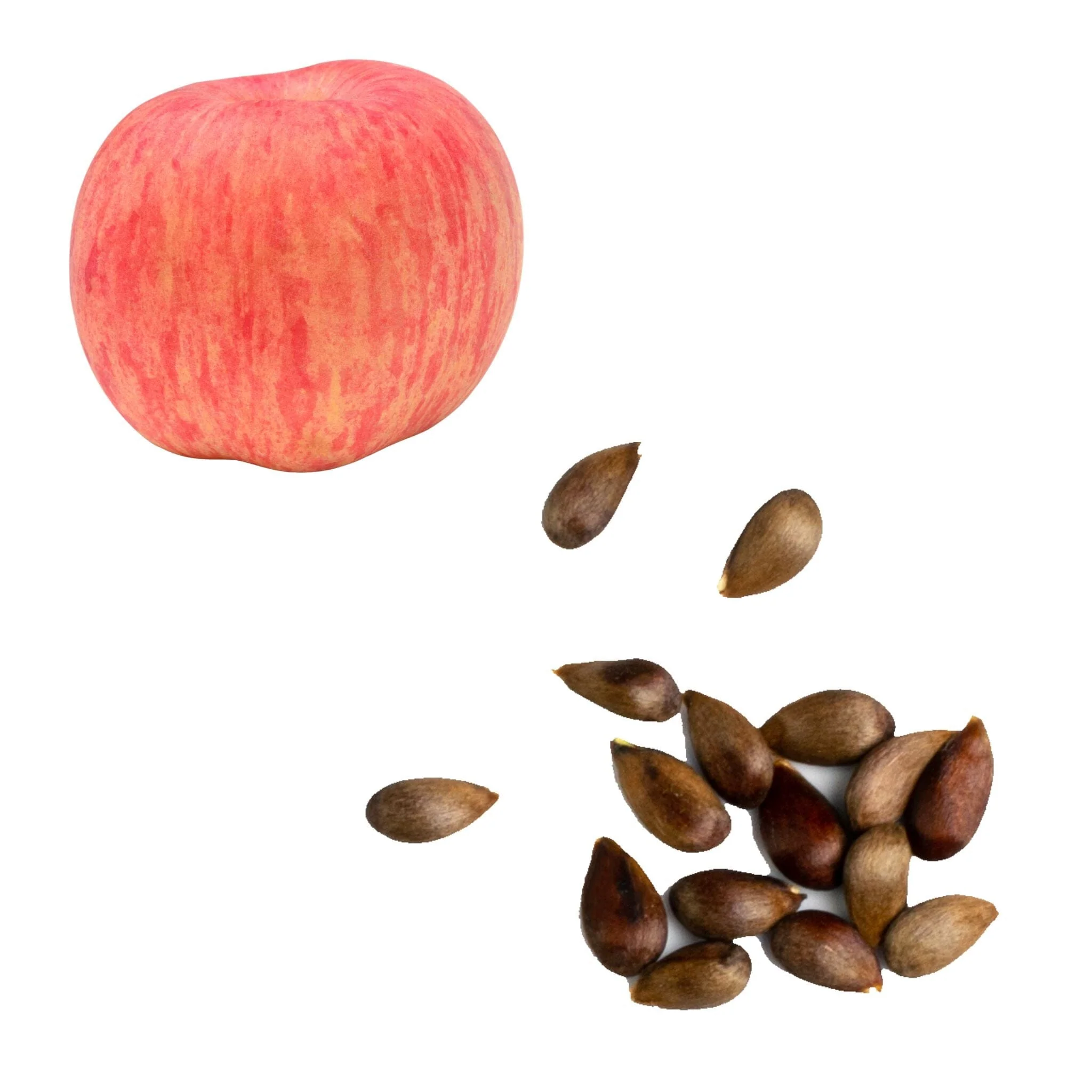 Apple - Fuji Seeds