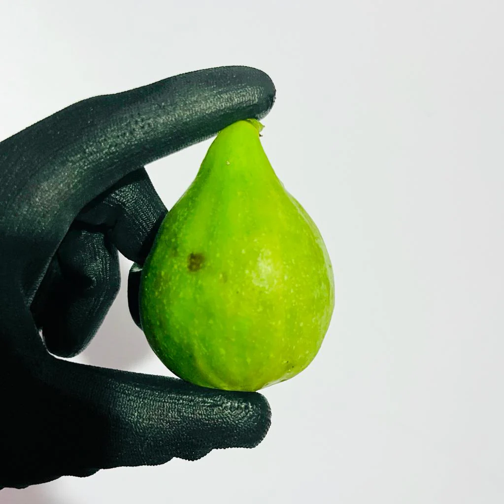 Fig - Green - Image 4
