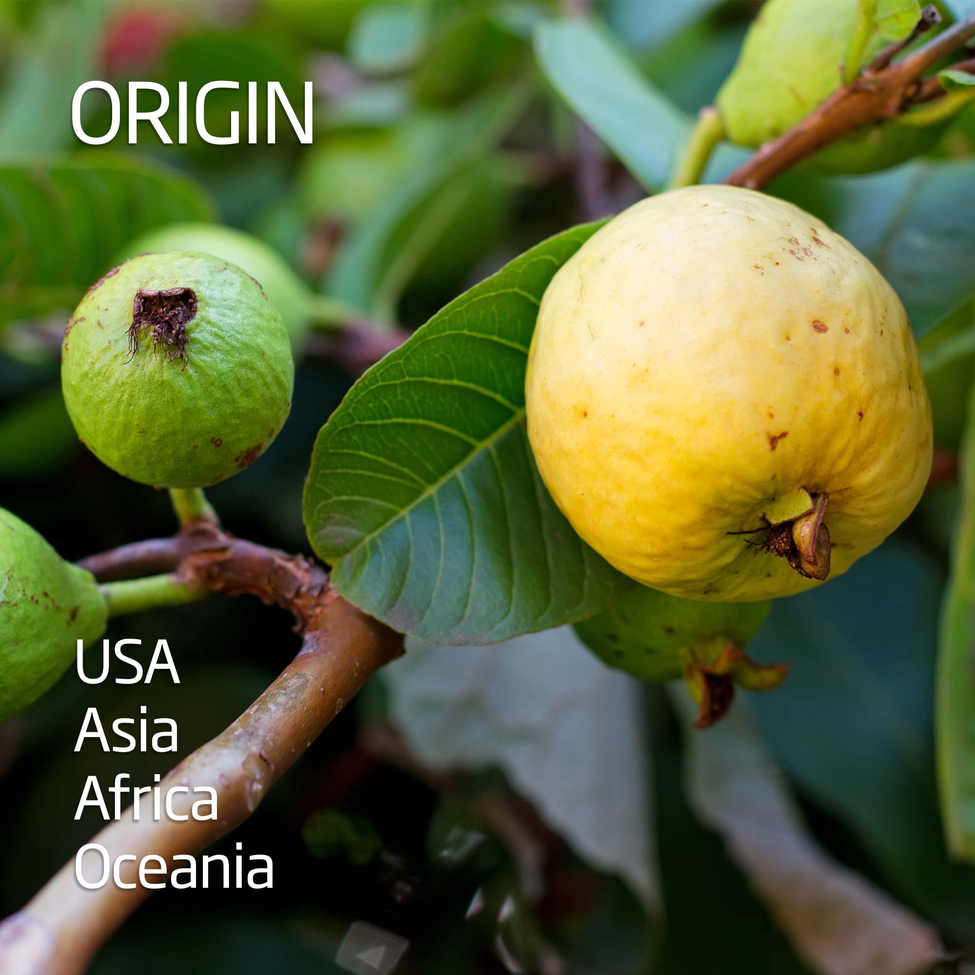 Guava - pink flesh - Image 4