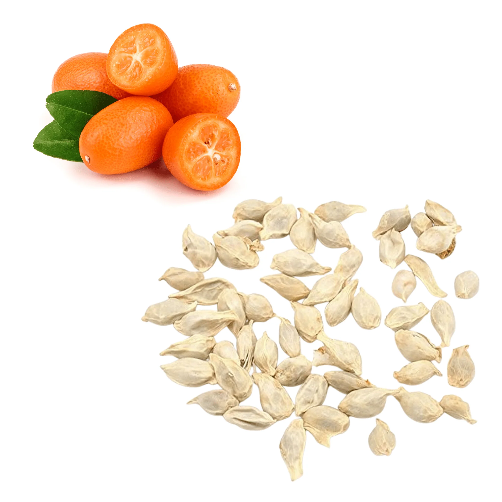 Kumquat - Honey Seeds