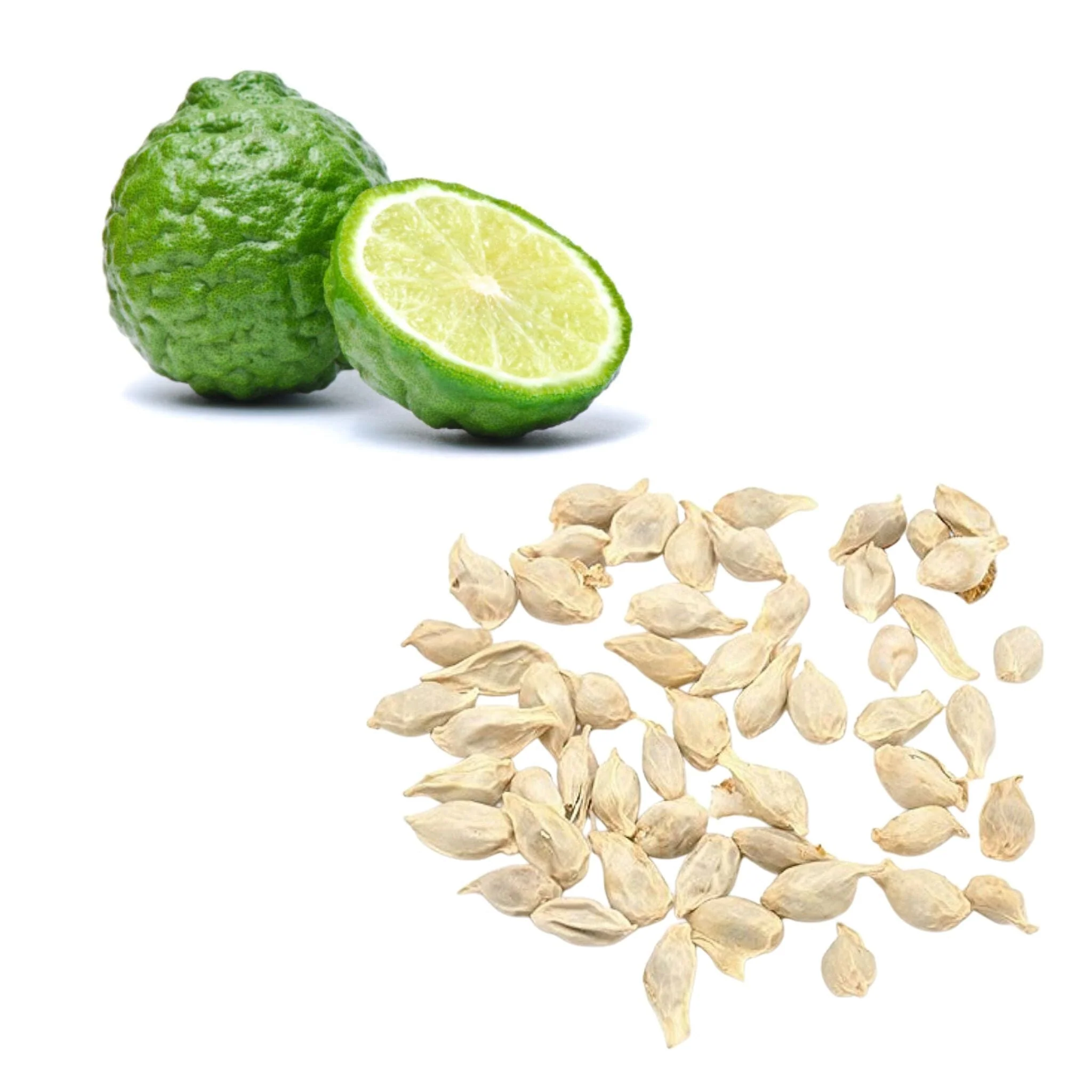 Lime - Kaffir / Makrut Seeds