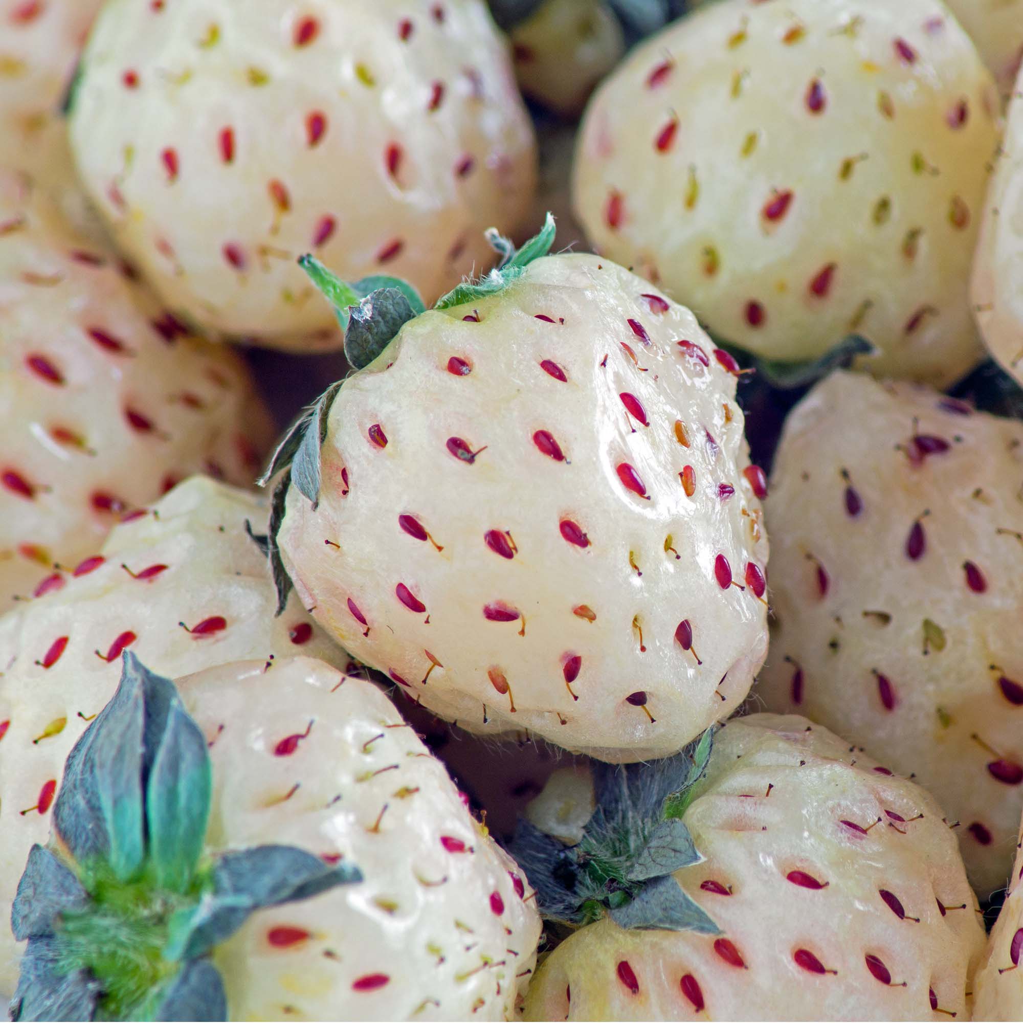 Strawberry - Pineberry - Image 3