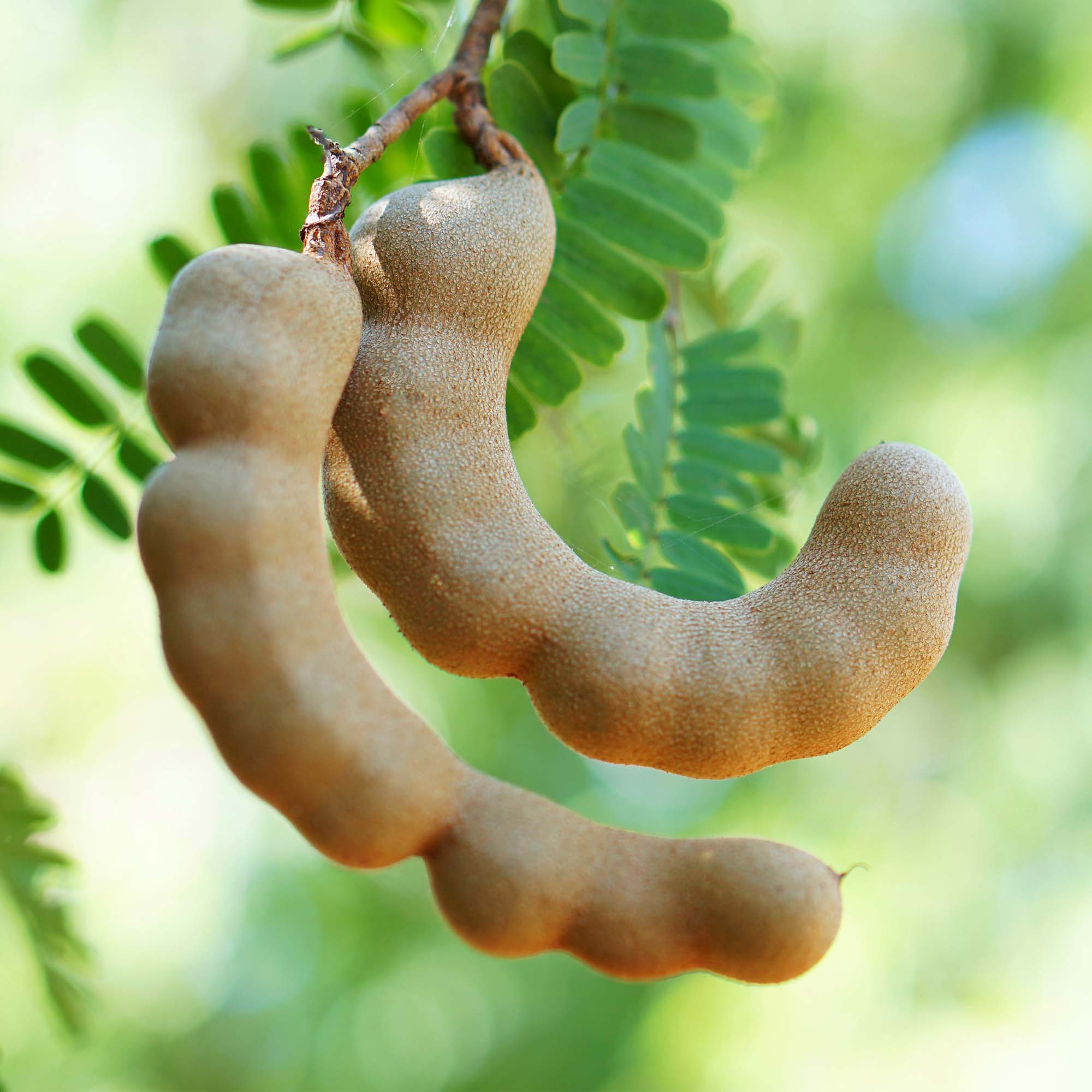 Tamarind - Fresh - Image 2